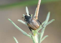 Anisoplia deserticola