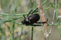 Cyriopertha massageta