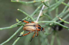 Cyriopertha massageta