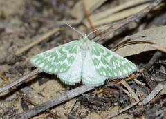 Thetidia correspondens