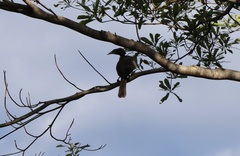 Philemon argenticeps