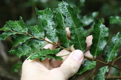Cupaniopsis baileyana