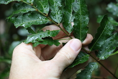 Cupaniopsis baileyana