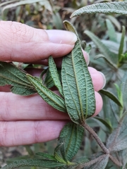 Cistus monspeliensis image