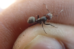 Orthonotomyrmex