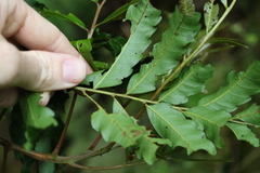 Cupaniopsis baileyana