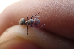 Orthonotomyrmex