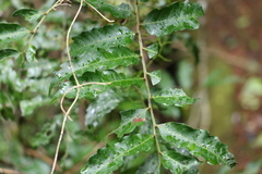 Cupaniopsis baileyana