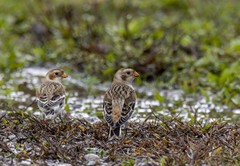 Plectrophenax nivalis