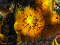 Pycnoclavella communis