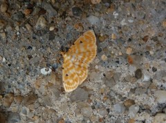 Notarcha aurolinealis