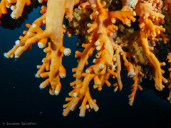Dendrophyllia ramea