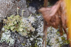 Cladonia asahinae