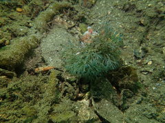 Bugulidae