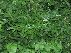 Cussonia sphaerocephala