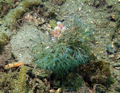 Bugulidae