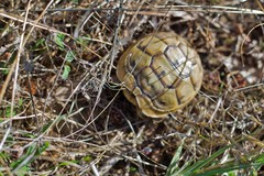 Testudo graeca ibera