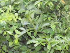 Cussonia sphaerocephala