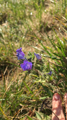 Echium vulgare