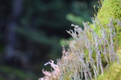 Cladonia cenotea