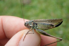 Platycleis albopunctata albopunctata