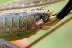 Platycleis albopunctata albopunctata