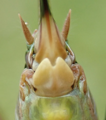 Platycleis albopunctata albopunctata