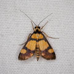 Deuterarcha xanthomela