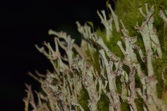 Cladonia cenotea