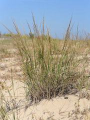 Panicum amarum amarulum