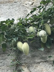 Araujia sericifera