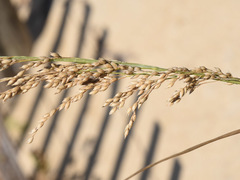Panicum amarum amarulum