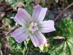 Malva neglecta