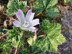 Malva neglecta