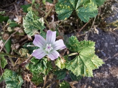 Malva neglecta