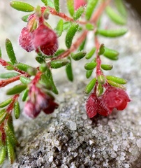 Erica haematocodon