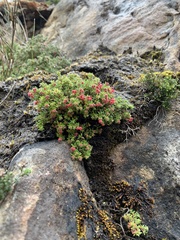Erica haematocodon