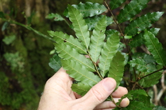Cupaniopsis baileyana