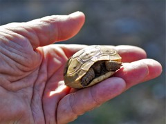 Testudo graeca ibera