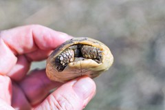 Testudo graeca ibera