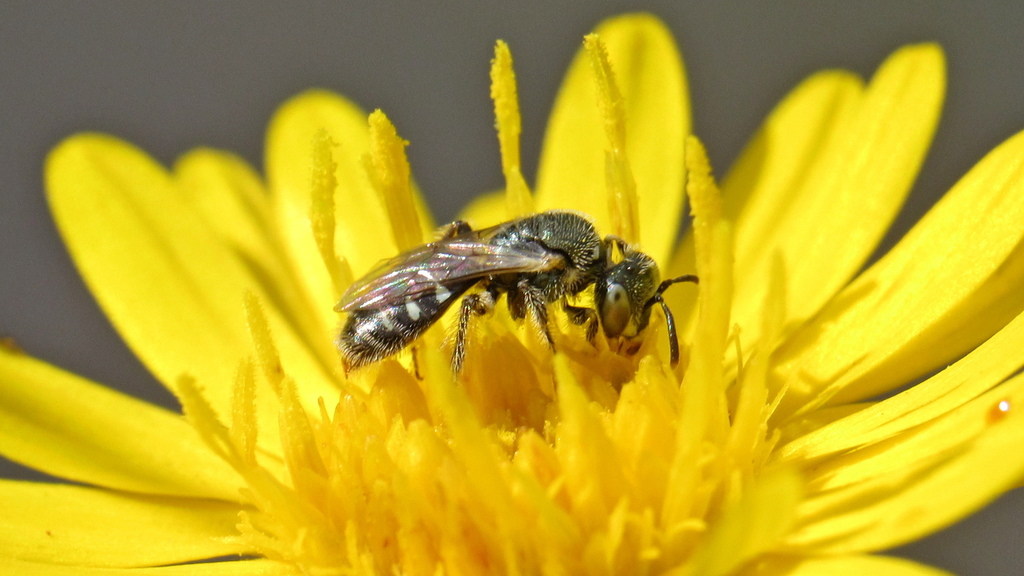 Blatchley's Perdita Bee