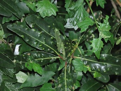 Eriophyes inermae