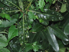 Eriophyes inermae