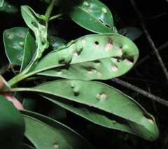 Eriophyes inermae