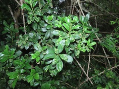 Eriophyes inermae