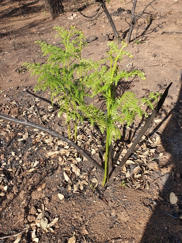 Pteridium aquilinum image