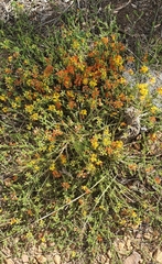 Aspalathus divaricata