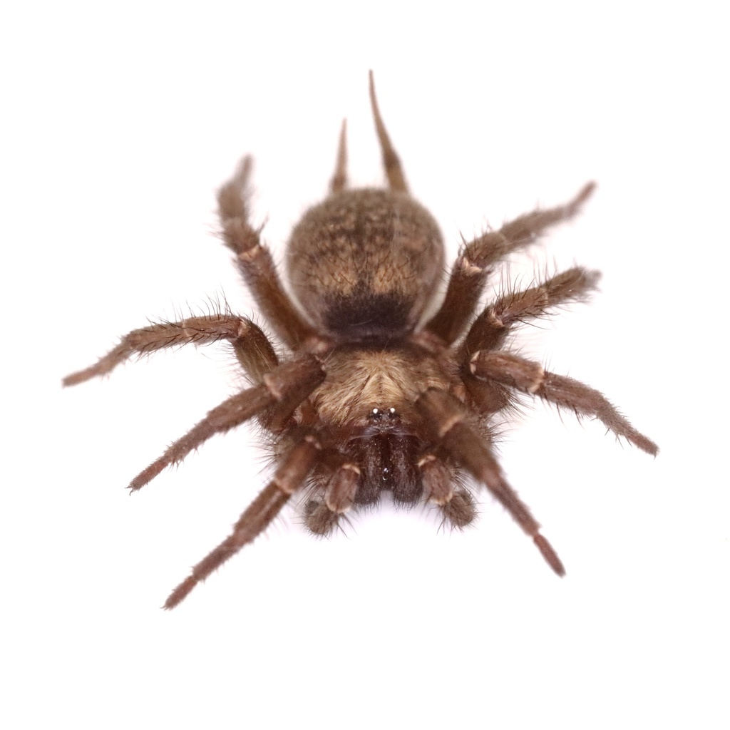 Allothele teretis