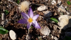 Crocus thomasii