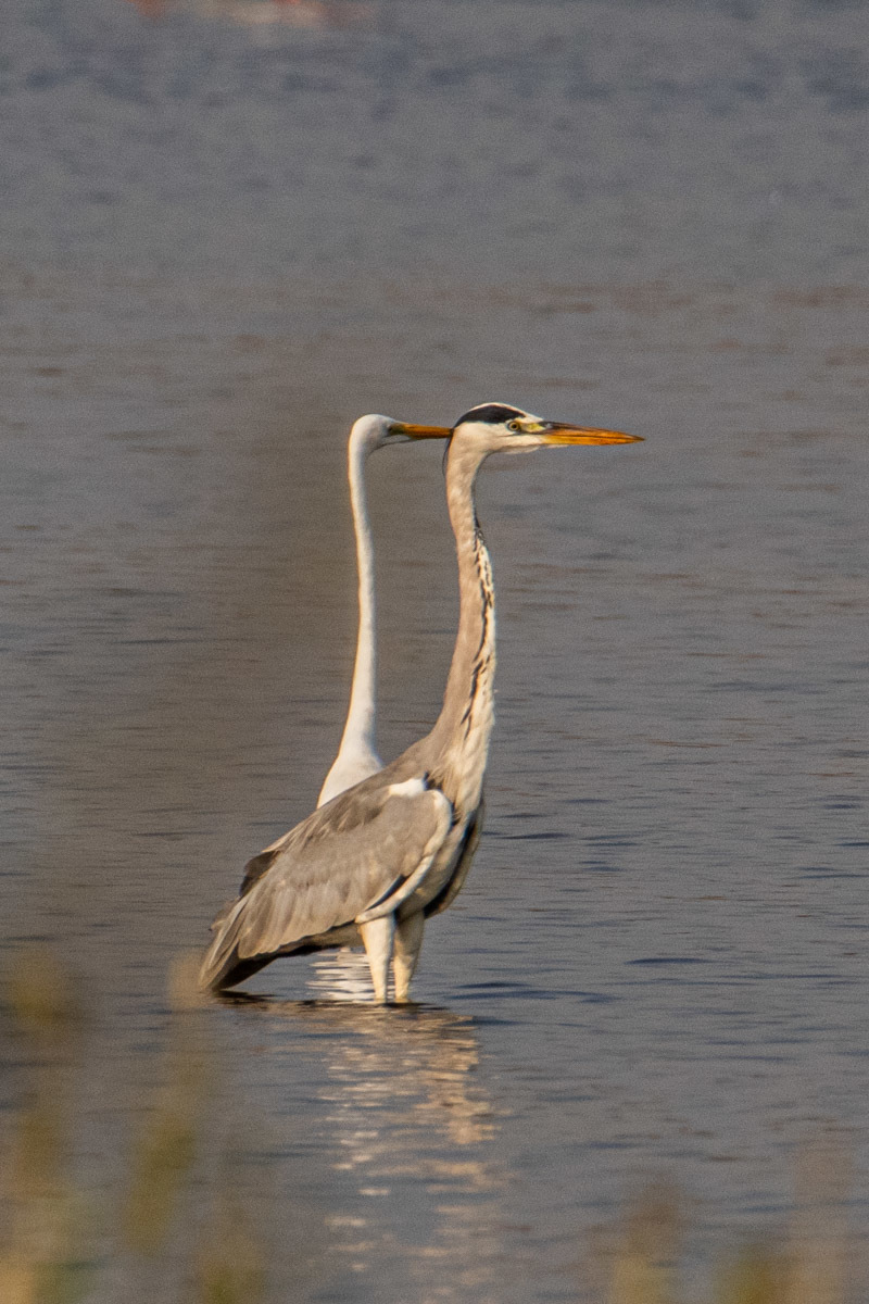 Grey Heron